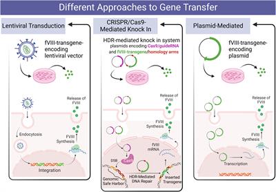 Comparison of different gene addition strategies to modify placental derived-mesenchymal stromal cells to produce FVIII